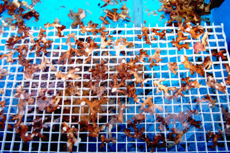 800px-Coral_planting_and_reef_restoration_may_11_-2