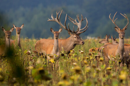 red-deer-nature-habitat-during-deer-rut